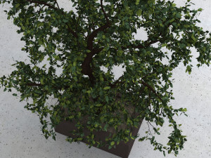 tree 01 Modello 3D