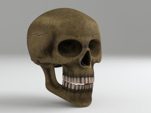 cranium Modèle 3D .c4d .max .obj .3ds .fbx .stl .blend 