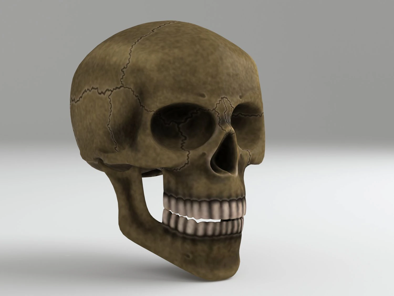 cranium 3D Model .c4d .max .obj .3ds .fbx .stl .blend 