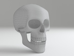 cranium Modèle 3D