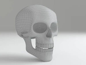 cranium 3D Model