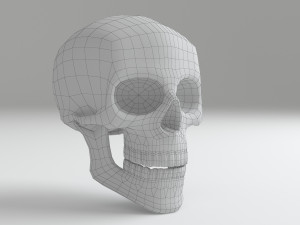 cranium Modèle 3D