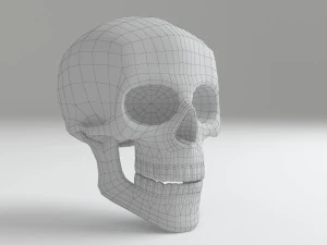 cranium 3D Model