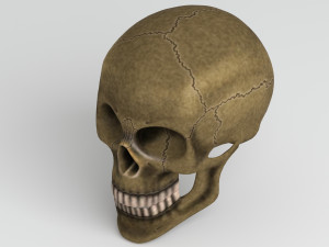 cranium Modèle 3D
