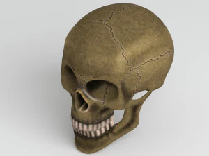 cranium 3D Model