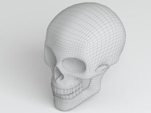 cranium Modèle 3D