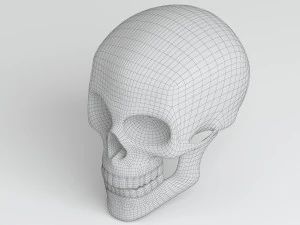 cranium 3D Model