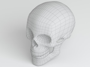cranium Modèle 3D