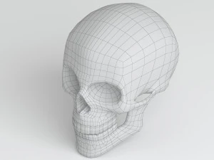 cranium 3D Model