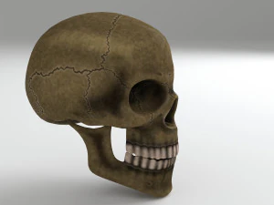cranium 3D Model
