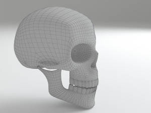 cranium Modèle 3D
