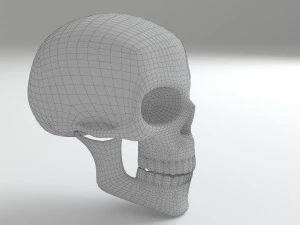 cranium 3D Model