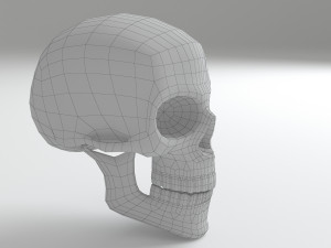 cranium Modèle 3D