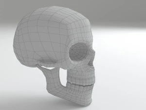 cranium 3D Model