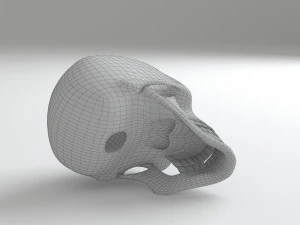cranium 3D Model