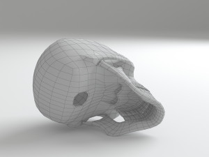 cranium Modèle 3D