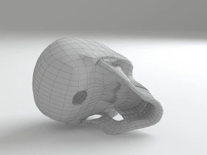 cranium 3D Model