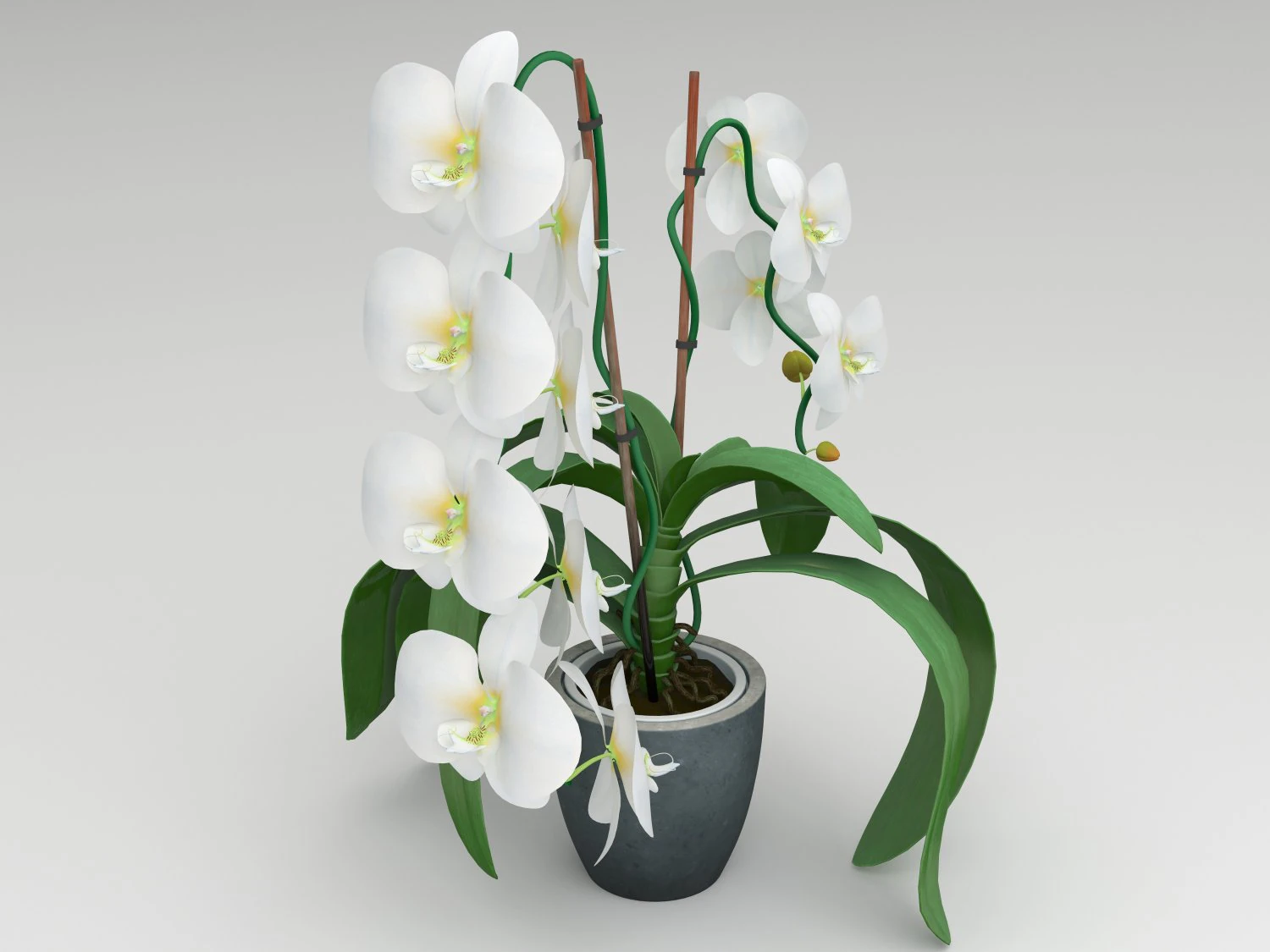 orqu&iacute;dea branca Modelo 3D .c4d .max .obj .3ds .fbx .stl .blend 