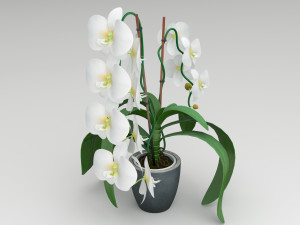 orchid white 3D Модель