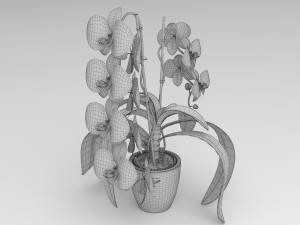 orchid white 3D Model