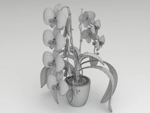 orqu&iacute;dea branca Modelo 3D