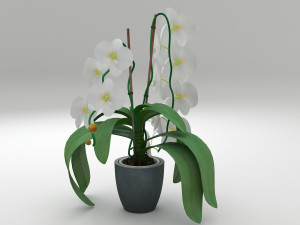 orchid white 3D Model
