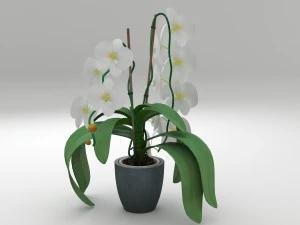 orqu&iacute;dea branca Modelo 3D