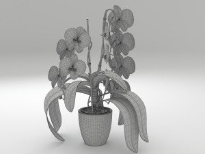 orchid white 3D Model