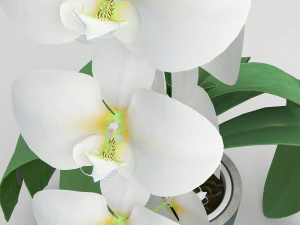 orqu&iacute;dea branca Modelo 3D