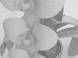 orchid white 3D Model