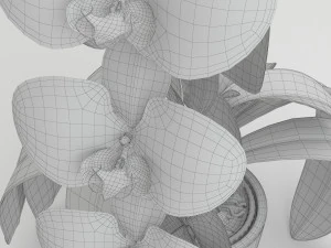 orqu&iacute;dea branca Modelo 3D