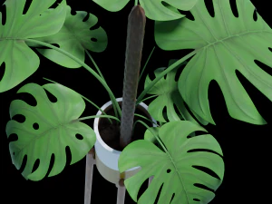 Flower in pot 01 3D Model
