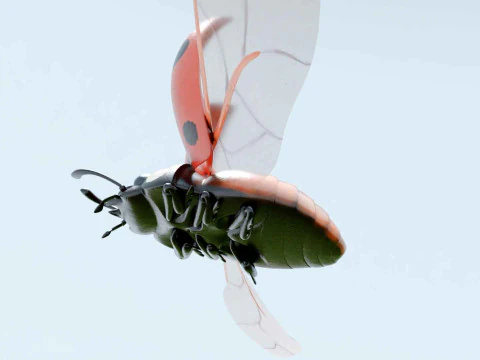 Ladybug stylized 3D Model