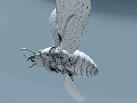 Ladybug stylized 3D Model