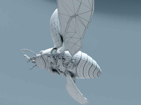 Ladybug stylized Modèle 3D