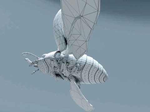 Ladybug stylized 3D Model