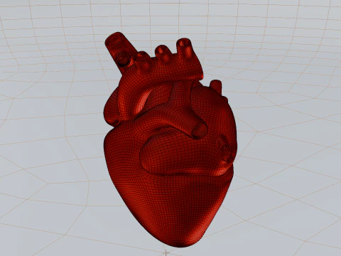 Heart 3D Model