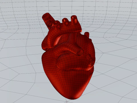 Heart 3D Model