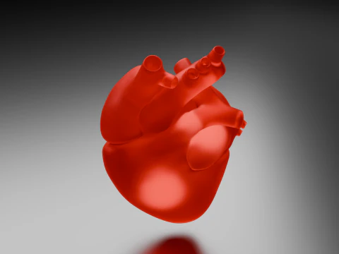 Heart 3D Model
