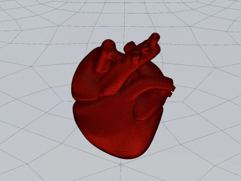 Heart 3D Model