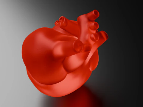 Heart 3D Model