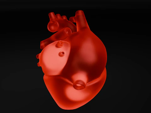 Heart 3D Model