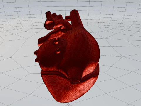 Heart 3D Model
