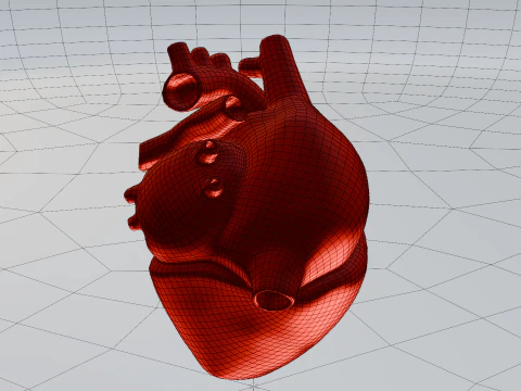 Heart 3D Model