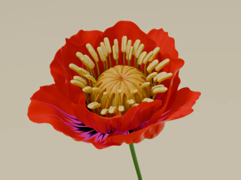 Poppy flower 3D Model