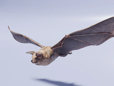 Flying bat 3D Model