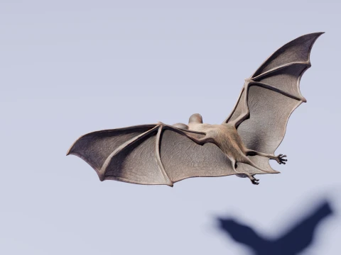 Flying bat 3D Model