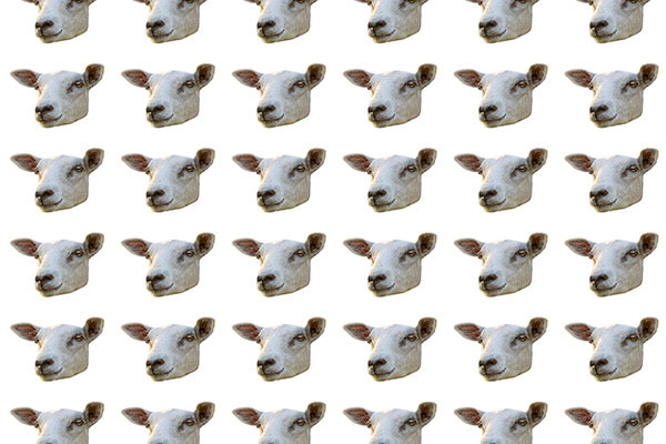Sheep head isolated photo motif seamless pattern CG テクスチャ .c4d .max .obj .3ds .fbx .stl .blend 