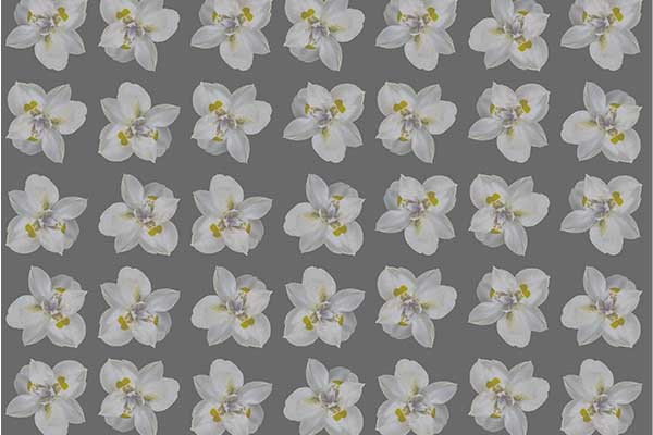 Isolated iris white flower motif seamless pattern CG टेक्स्चर्स .c4d .max .obj .3ds .fbx .stl .blend 