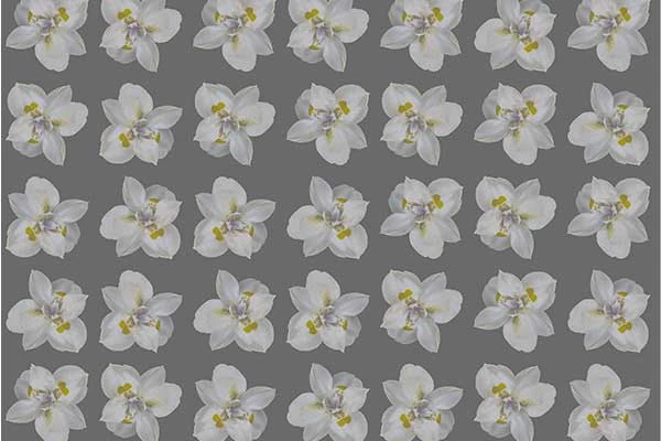 Isolated iris white flower motif seamless pattern CG Textures .c4d .max .obj .3ds .fbx .stl .blend 